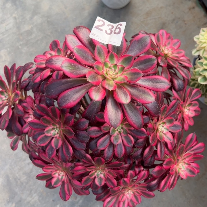 236香奈儿30厘米左右多肉