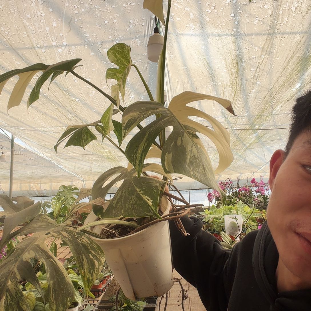 完全开放白龟2一棵