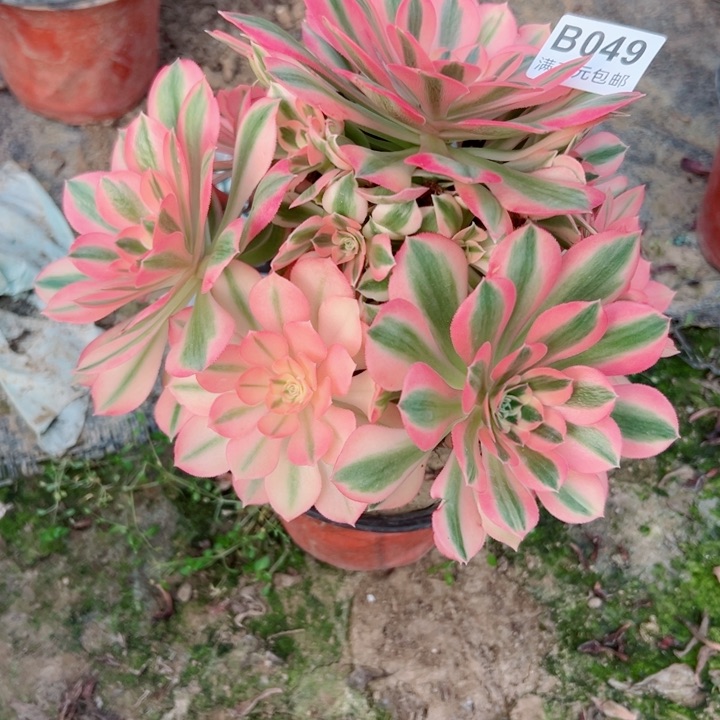 49女巫多肉植物的