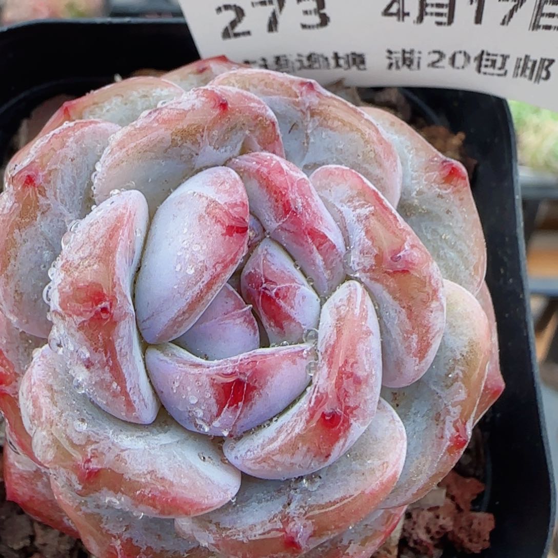 花语逸镜0417-273