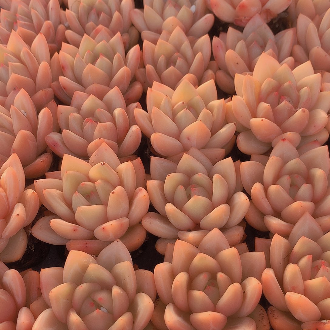 三颗黄体香槟456678899000