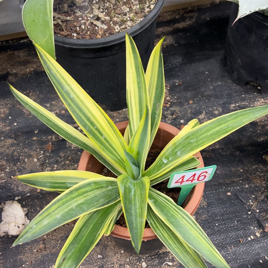 鹦鹉嘴超级稿斑锦