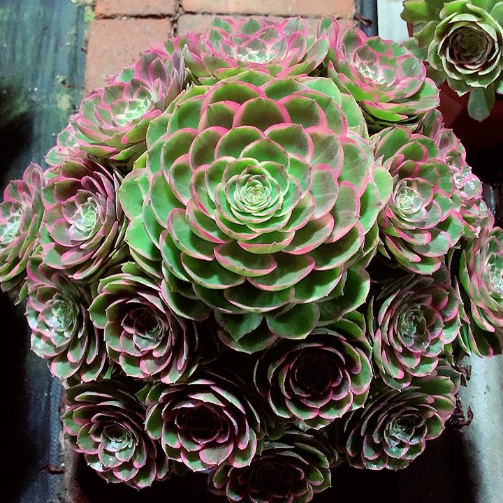 大花妖，多肉植物