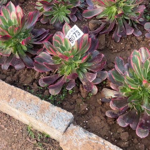 073金丝雀不包断枝