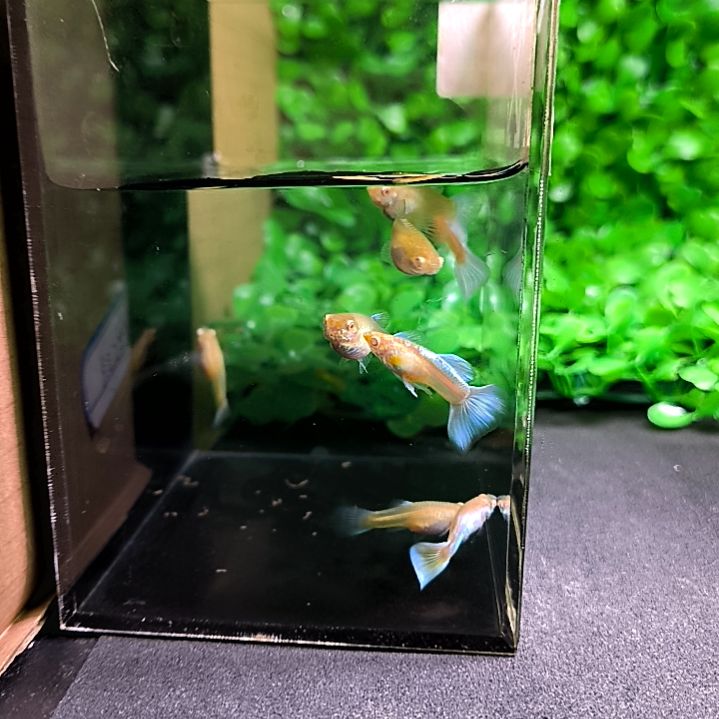 孔雀鱼蓝白天空，蓝三公，五母带胎，代孕