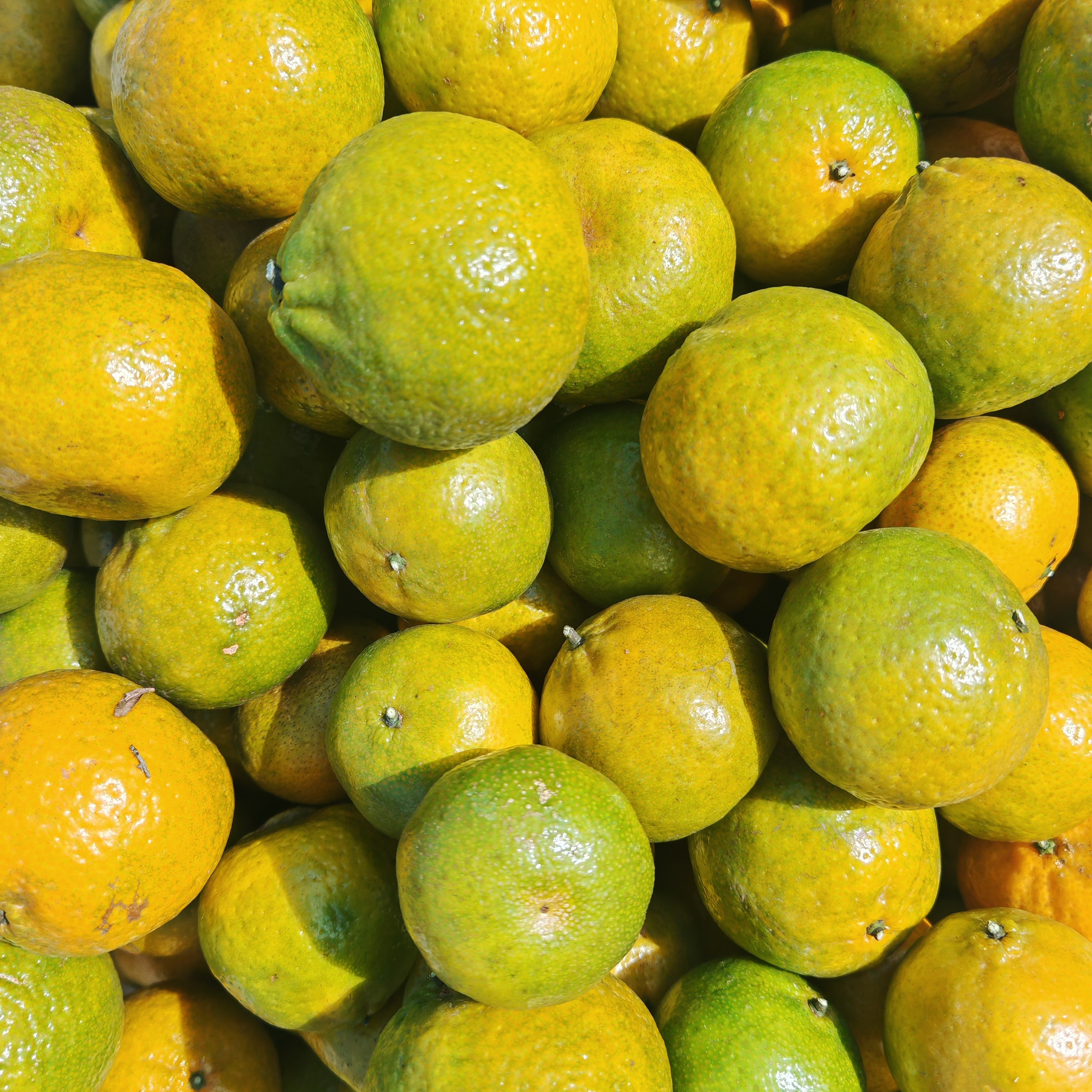 新会柑原枝鲜果新鲜采摘