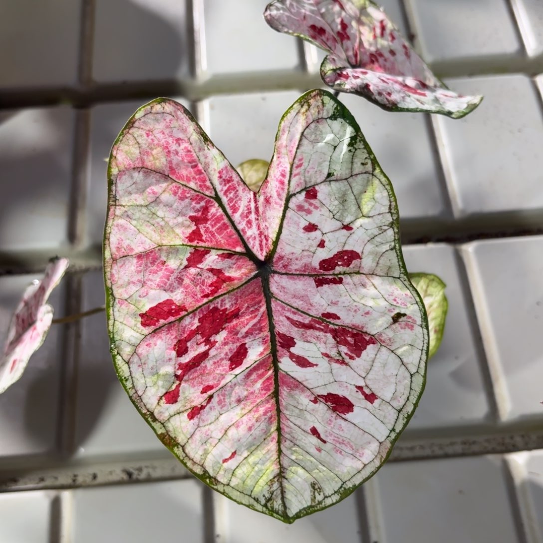 泰国彩叶芋82-1209