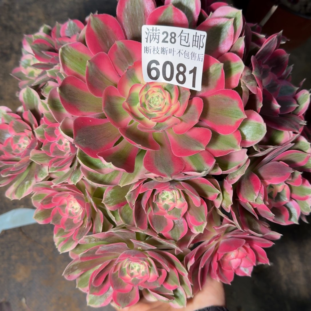 6081女郎多肉植物