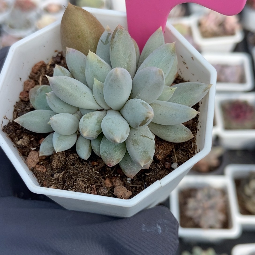 104哥特多肉植物多肉