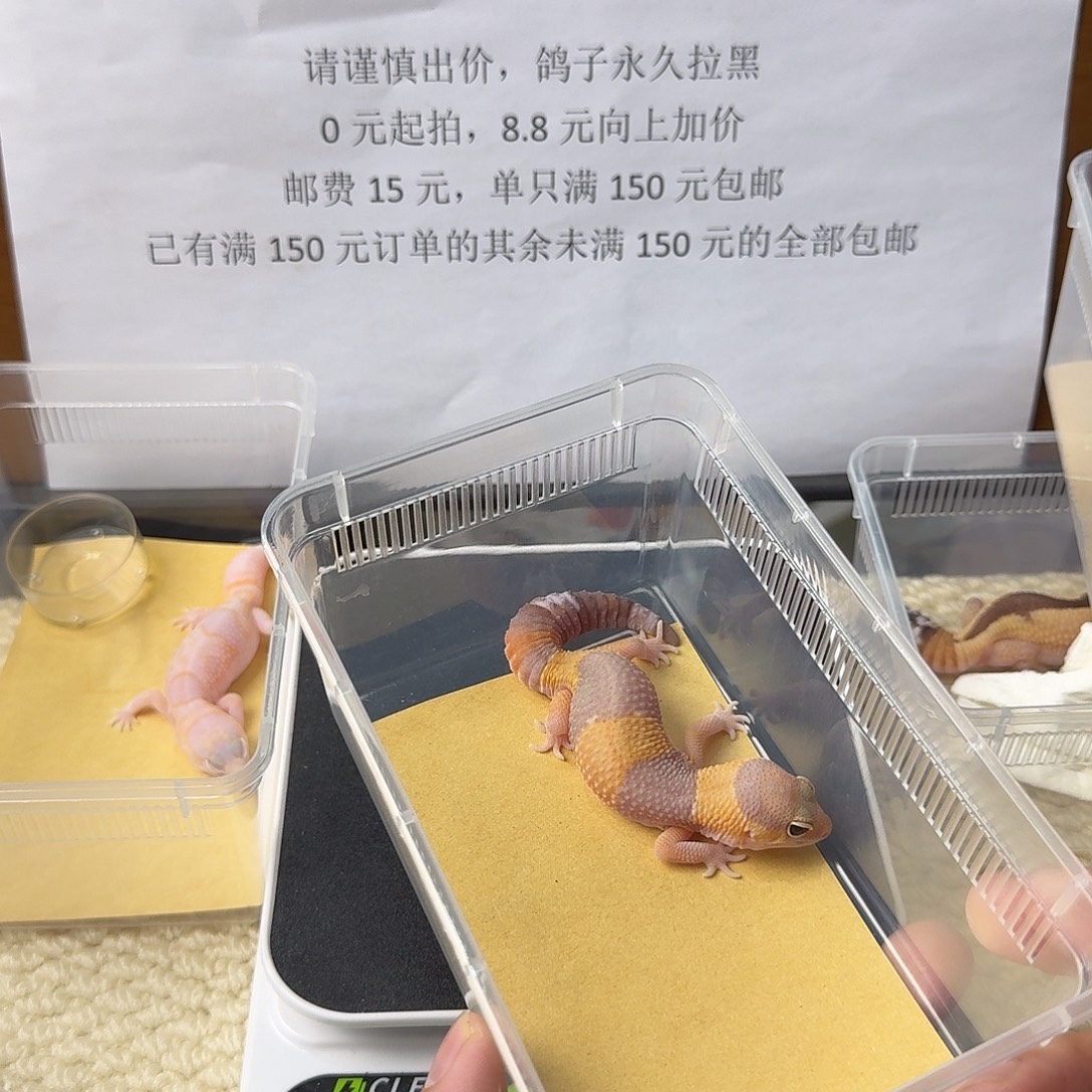 肥尾守宫橘白 妹妹