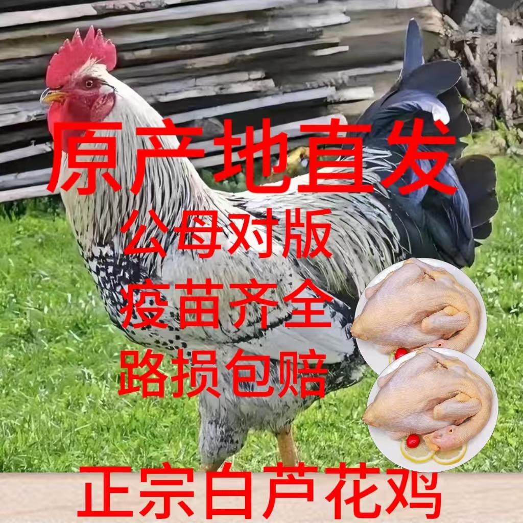白芦花整鸡生鲜肉质鲜美到手【10只】