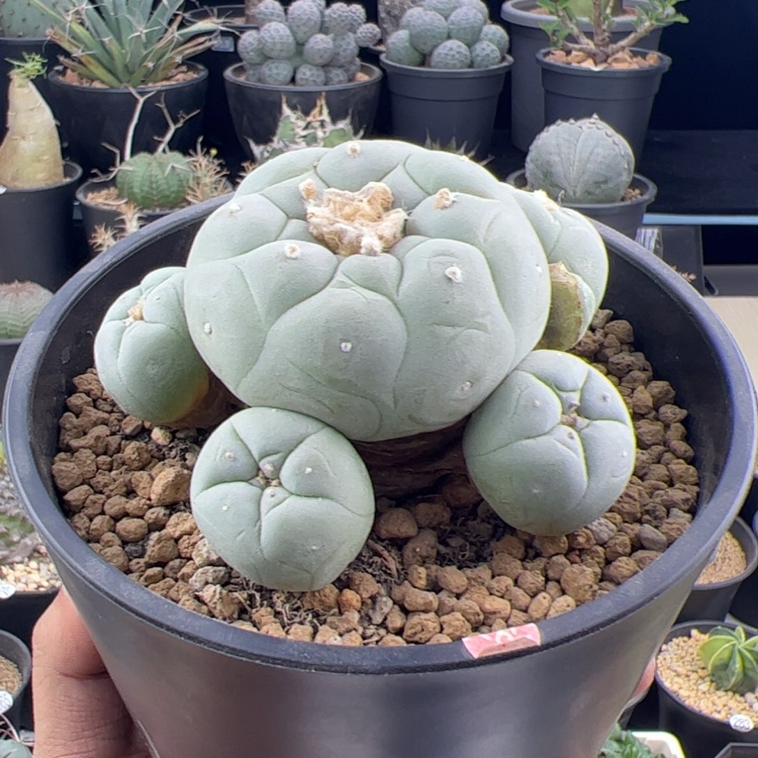 草球实生一物一拍