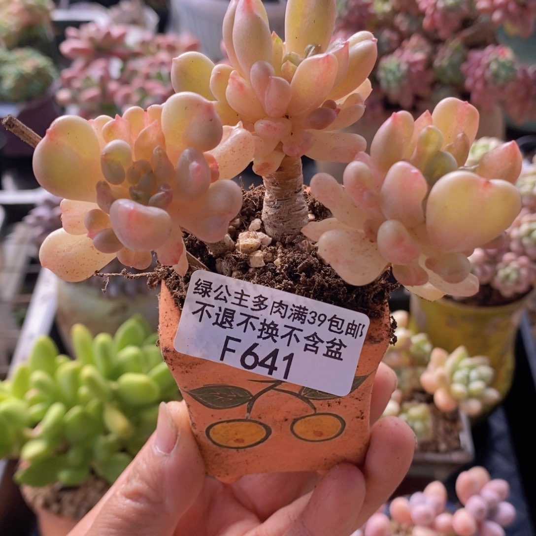比尔盖茨8cm641多肉植物