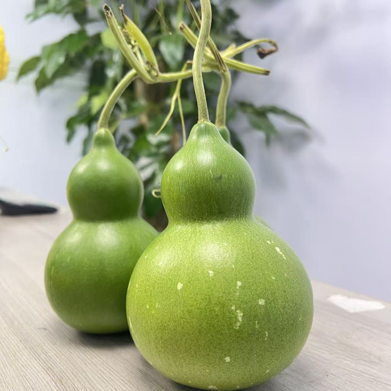 小号发新鲜翡翠葫芦中式绿植可刮皮变黄作摆件