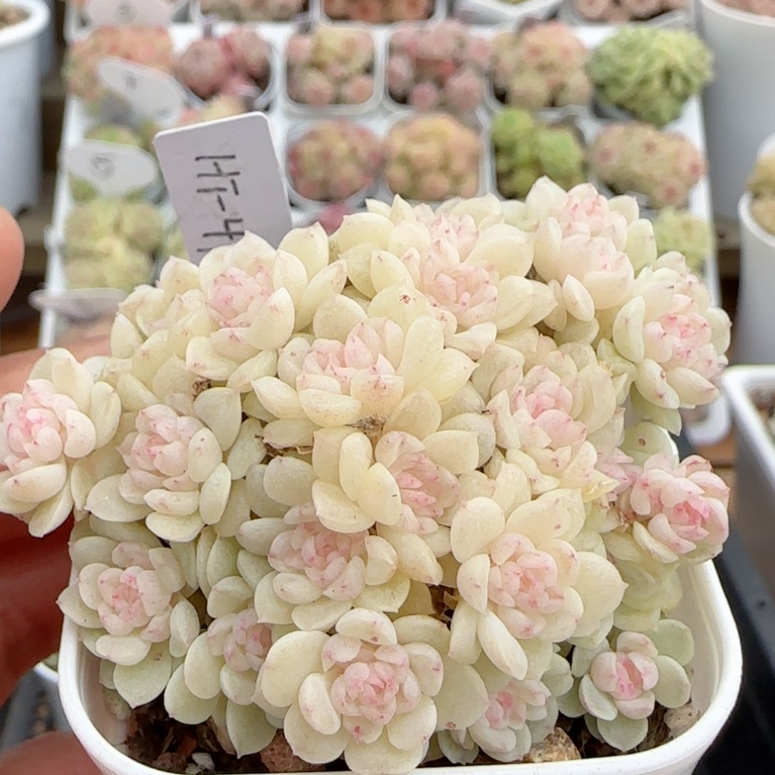 【闪购商品】0115-60（ht-136）