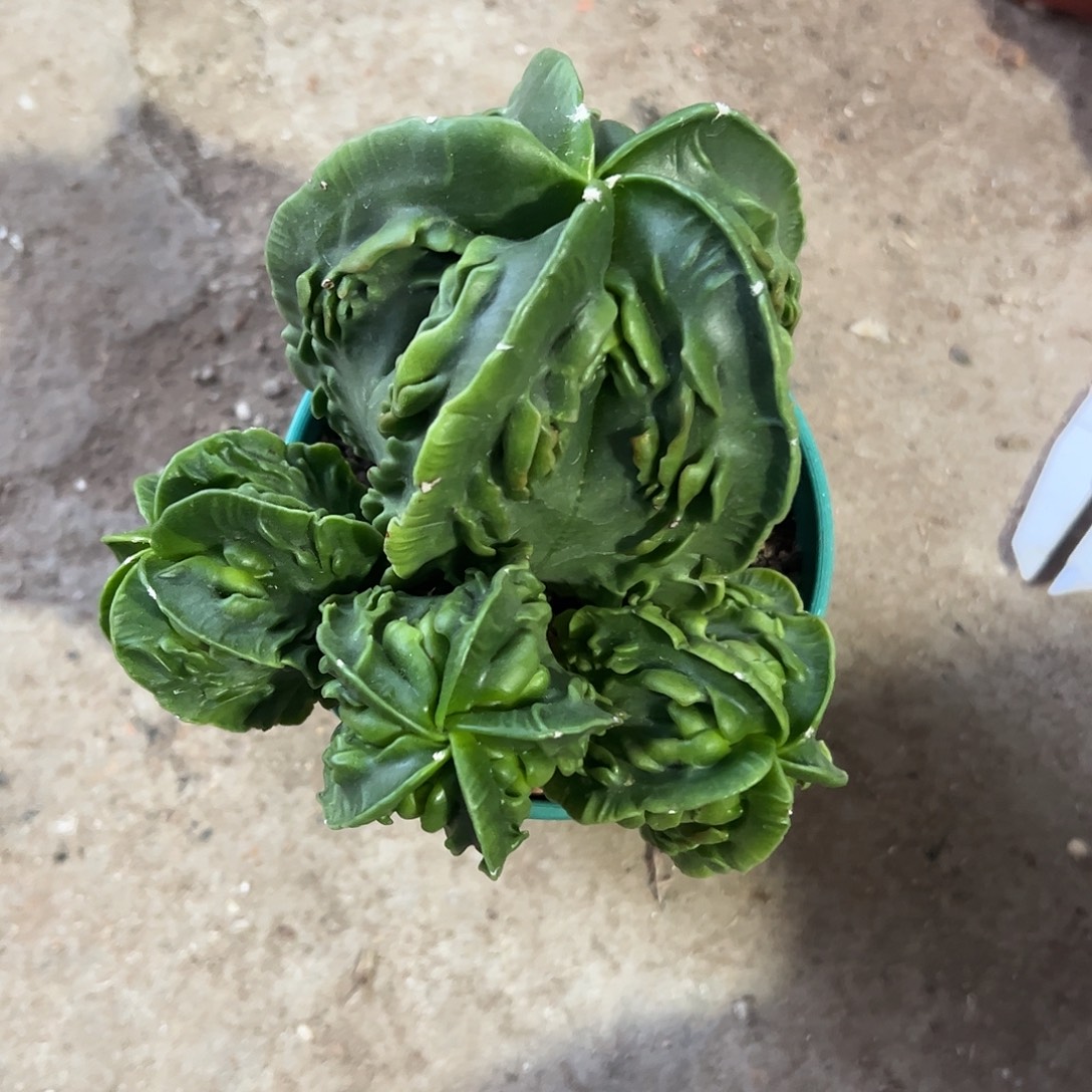 ****心实生鸾凤玉一物一拍
