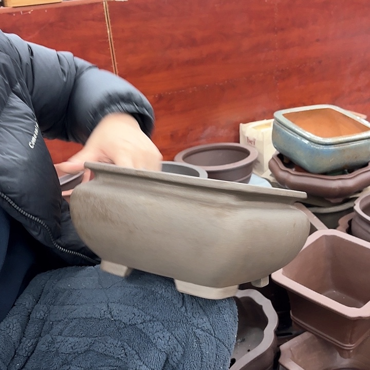 紫砂花盆紫砂的花也太漂亮