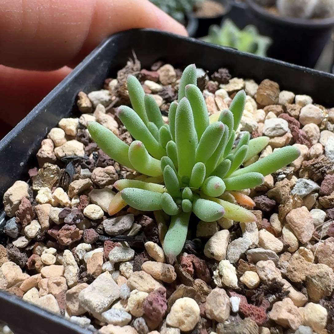 296葵珊瑚带盆发货