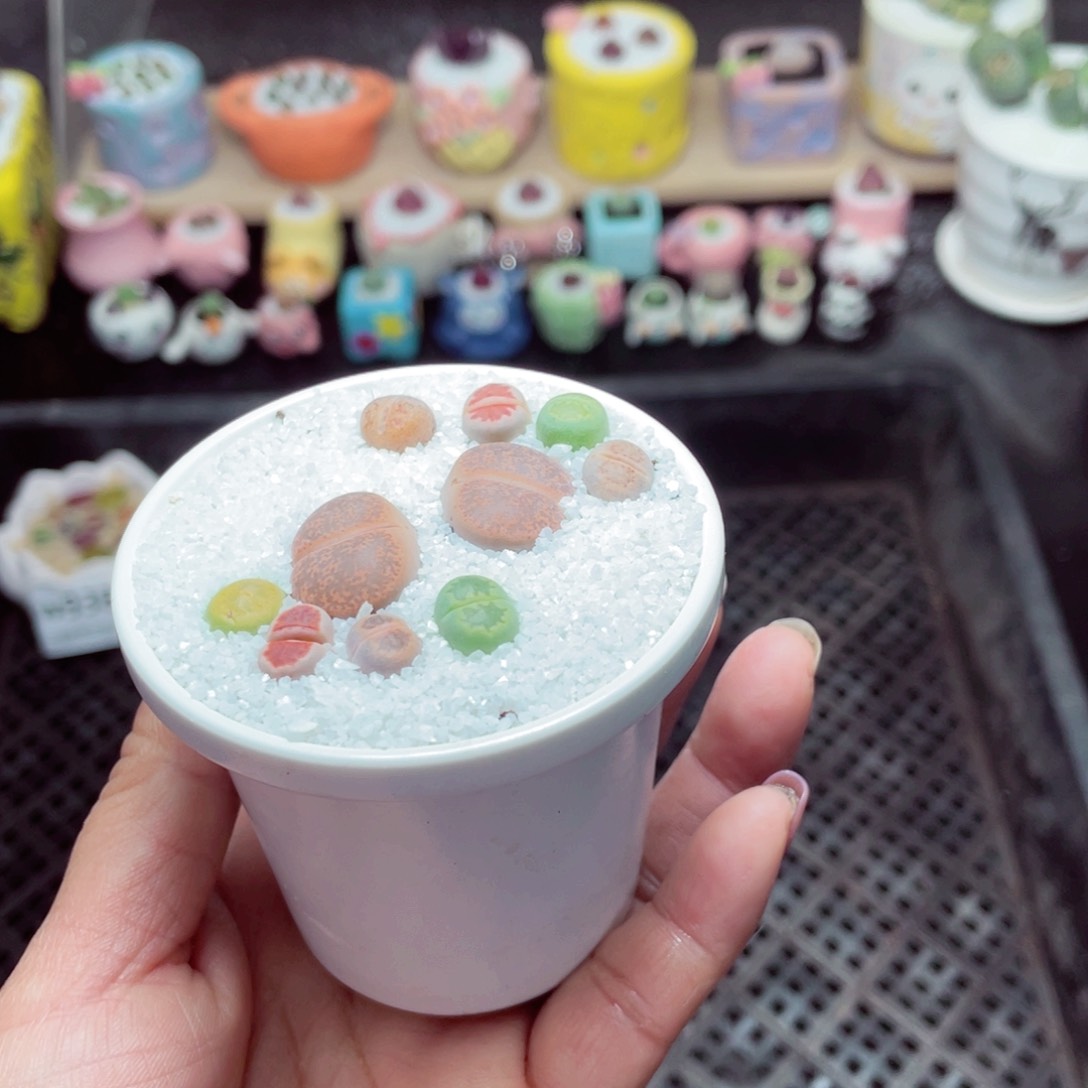 w9381 带盆土发货-零下地区拍保温箱