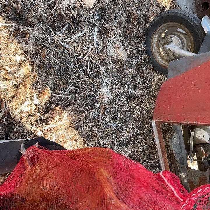 中国大陆农家四号草公鸡四斤半