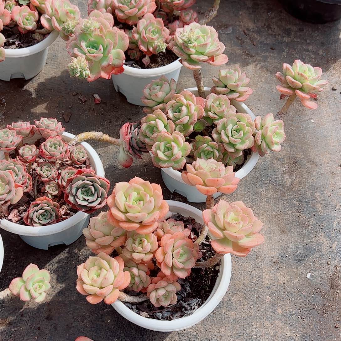 妮可沙拉玫瑰多头群生