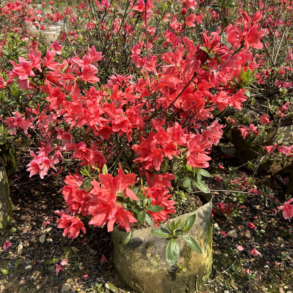 映山红美植袋苗，大红花。易成活，原袋原土发货。