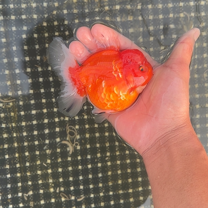 金鱼包邮182858258