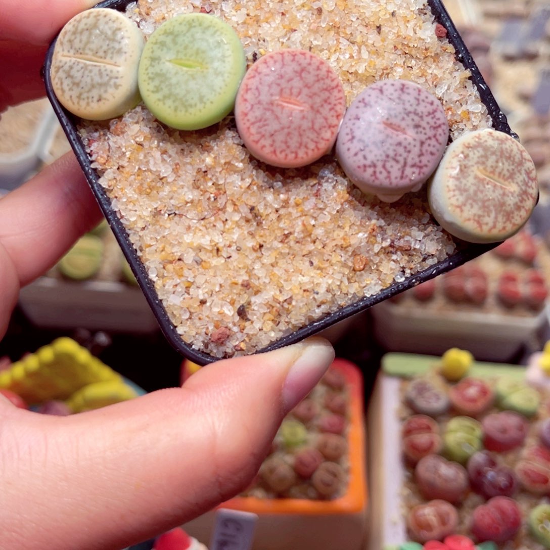 305号带盆包邮发货