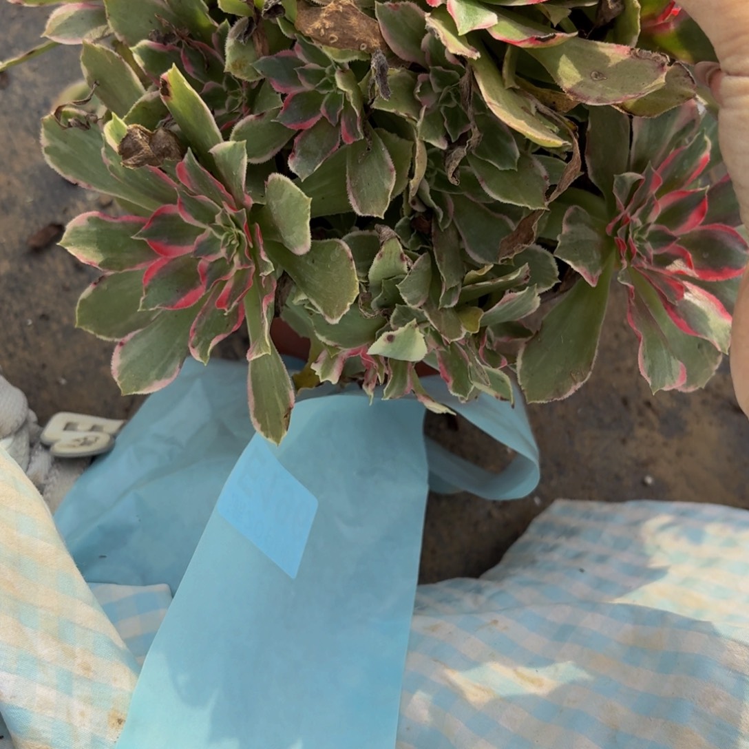 218多肉植物捧花的