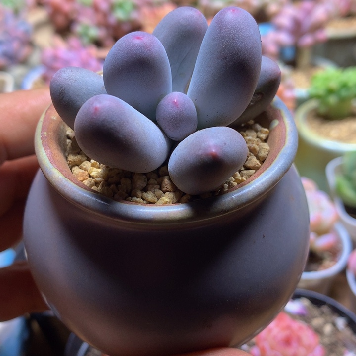 米可奶多肉一物一拍