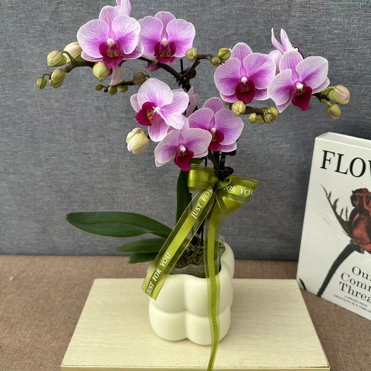 【宝贝】蝴蝶兰 好养耐养花期长 苗情优质 基地直发