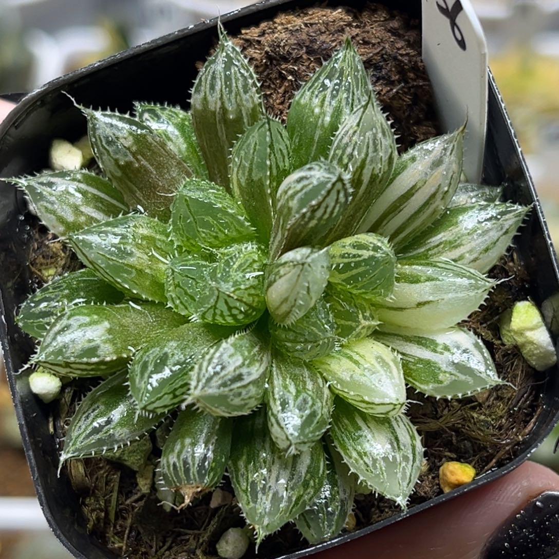 36双头楼兰玉露锦fulizhuanc