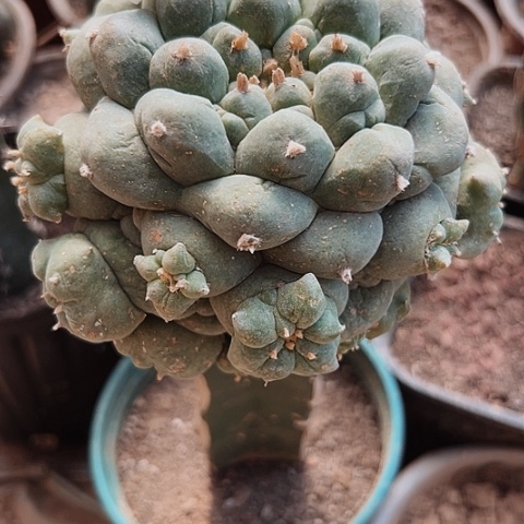 赖****985大古田仙人球