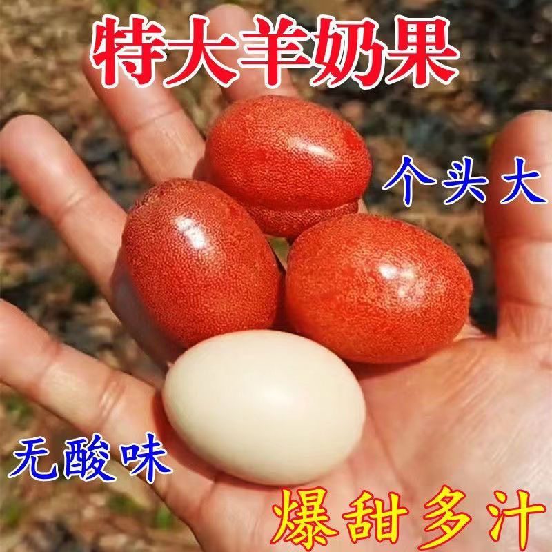 中大苗德甜二号羊奶果大果耐寒品种纯甜蜜味带土带叶营养杯发货