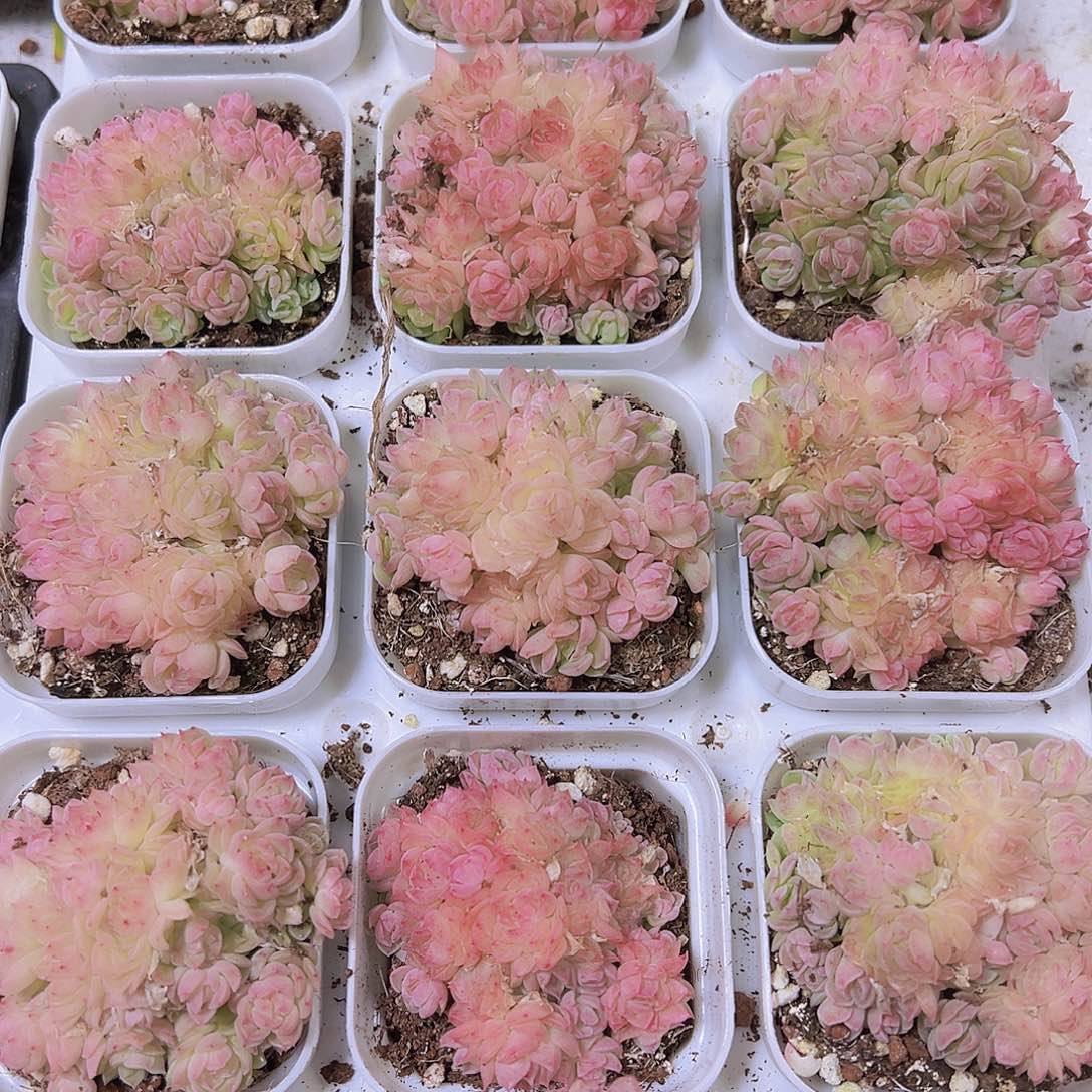 粉麦秆群超多头19包邮