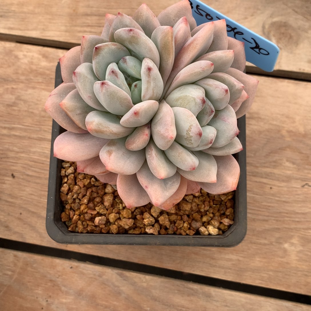 要****?350204-20星星雪