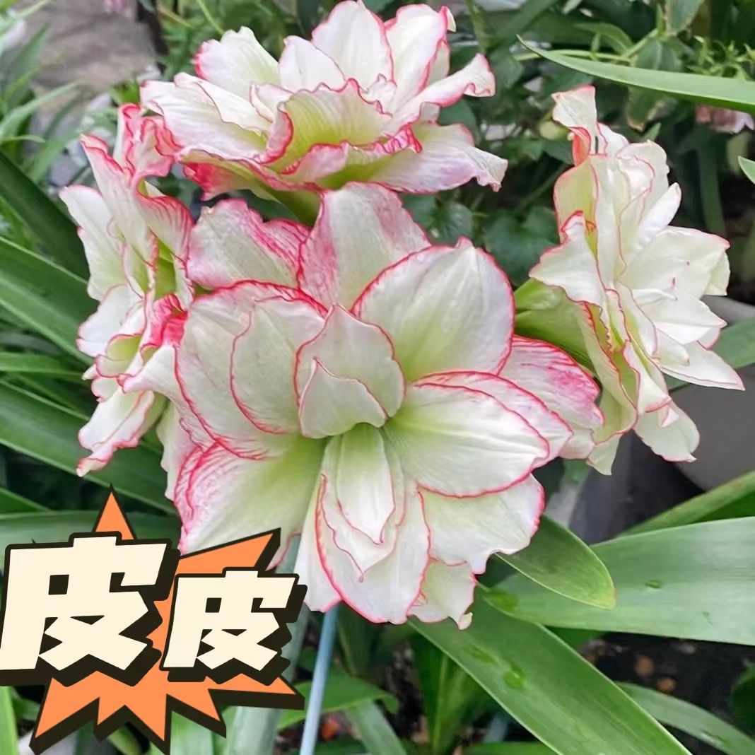 【皮皮】朱顶红澳朱重瓣基地自然种球浓香室内盆栽四季开花植物