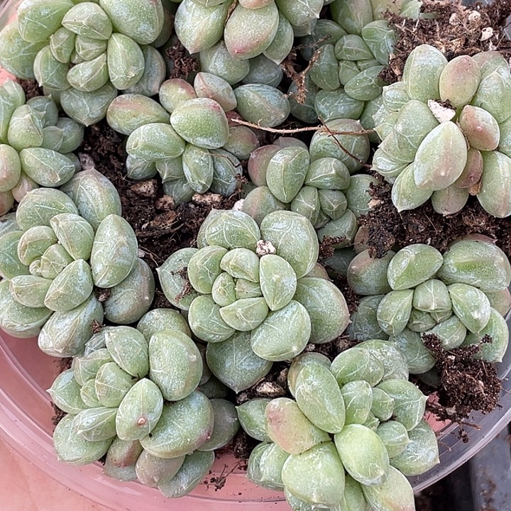 OTO多肉切糕一物一拍2188