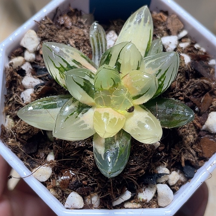 665霓虹灯锦一物一拍