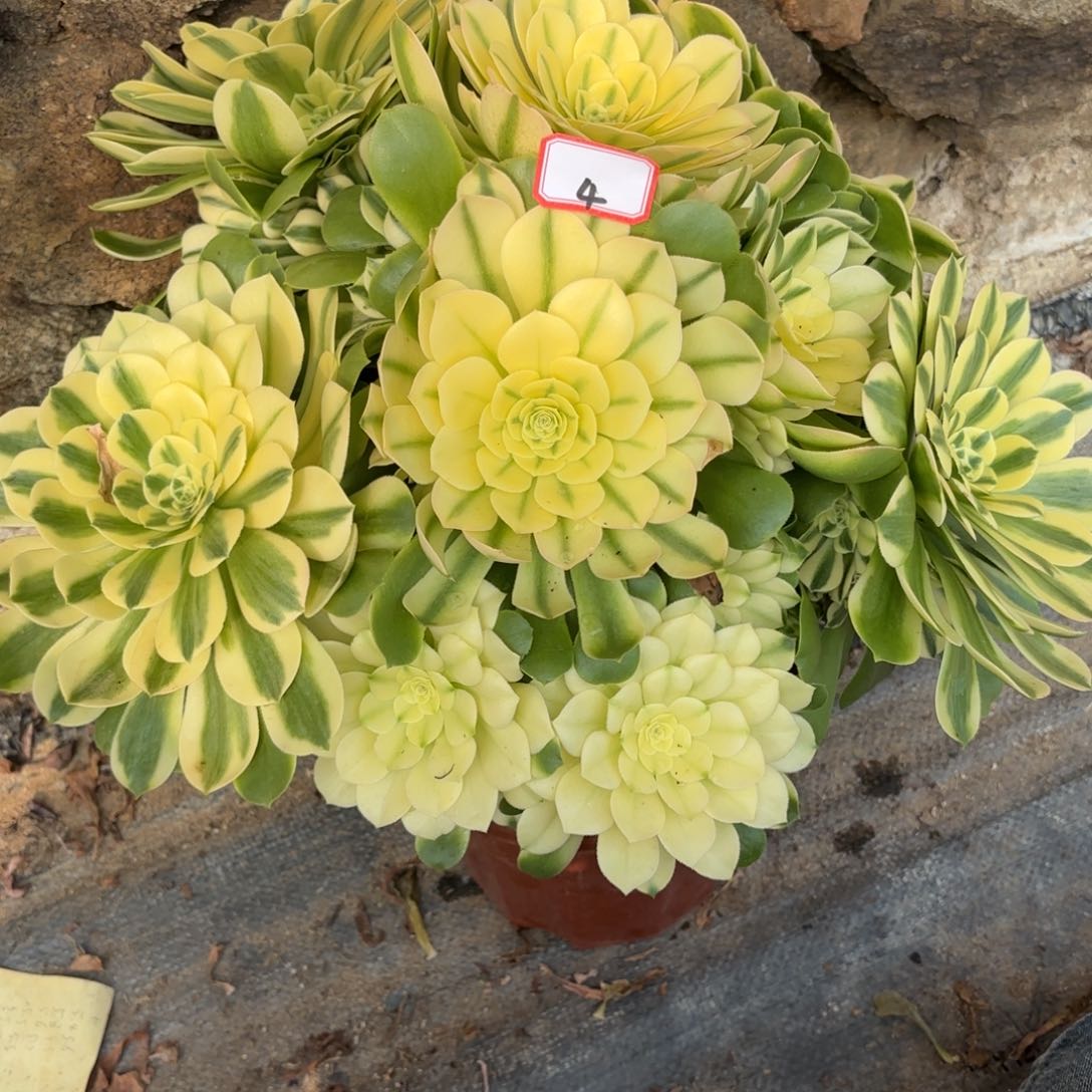 4希尼亚多肉植物绿植