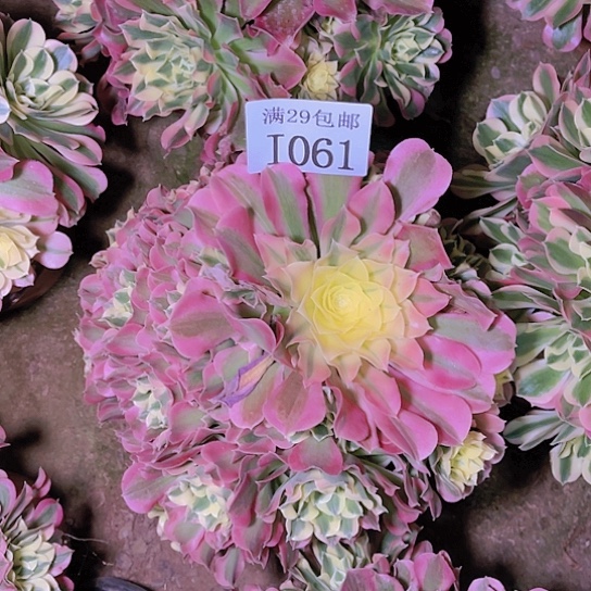 1061白凤多肉植物