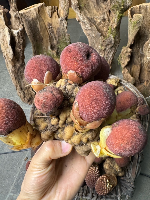 回春草绿植蛇菰云南植物一物一拍