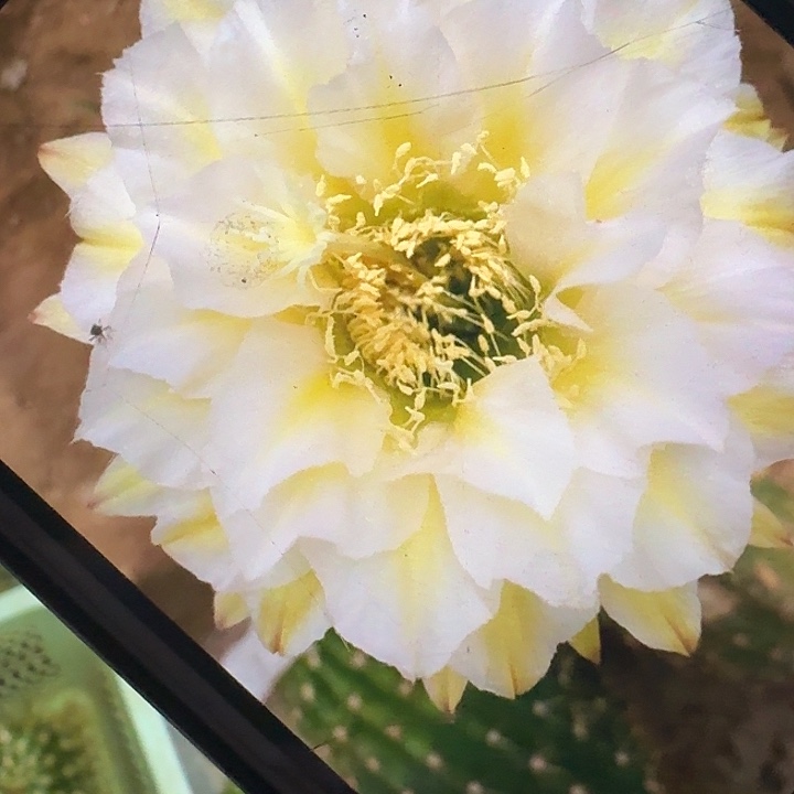 加强六月五侧芽5公分左右毛花柱