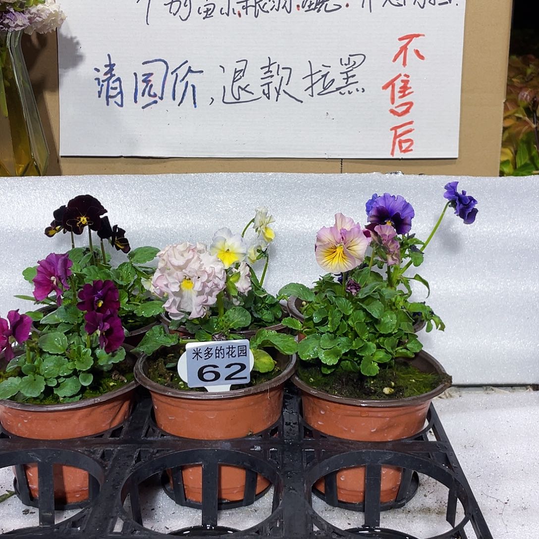 大部分花苞少量开放62