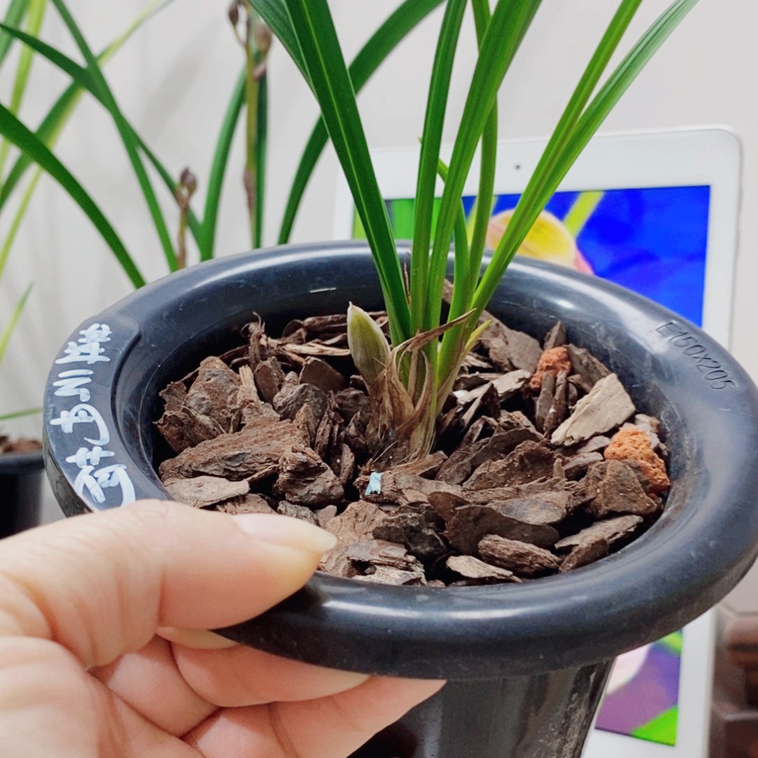 伊***龙当前无花栽培后可以开花