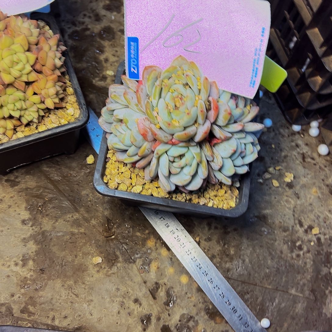 小***～162号一物一拍脱土包邮