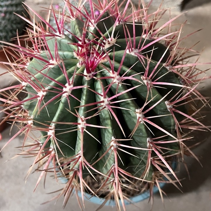 红虎10年老球一物一拍