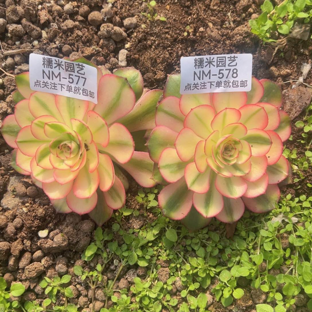 荔枝两颗多肉植物577-78