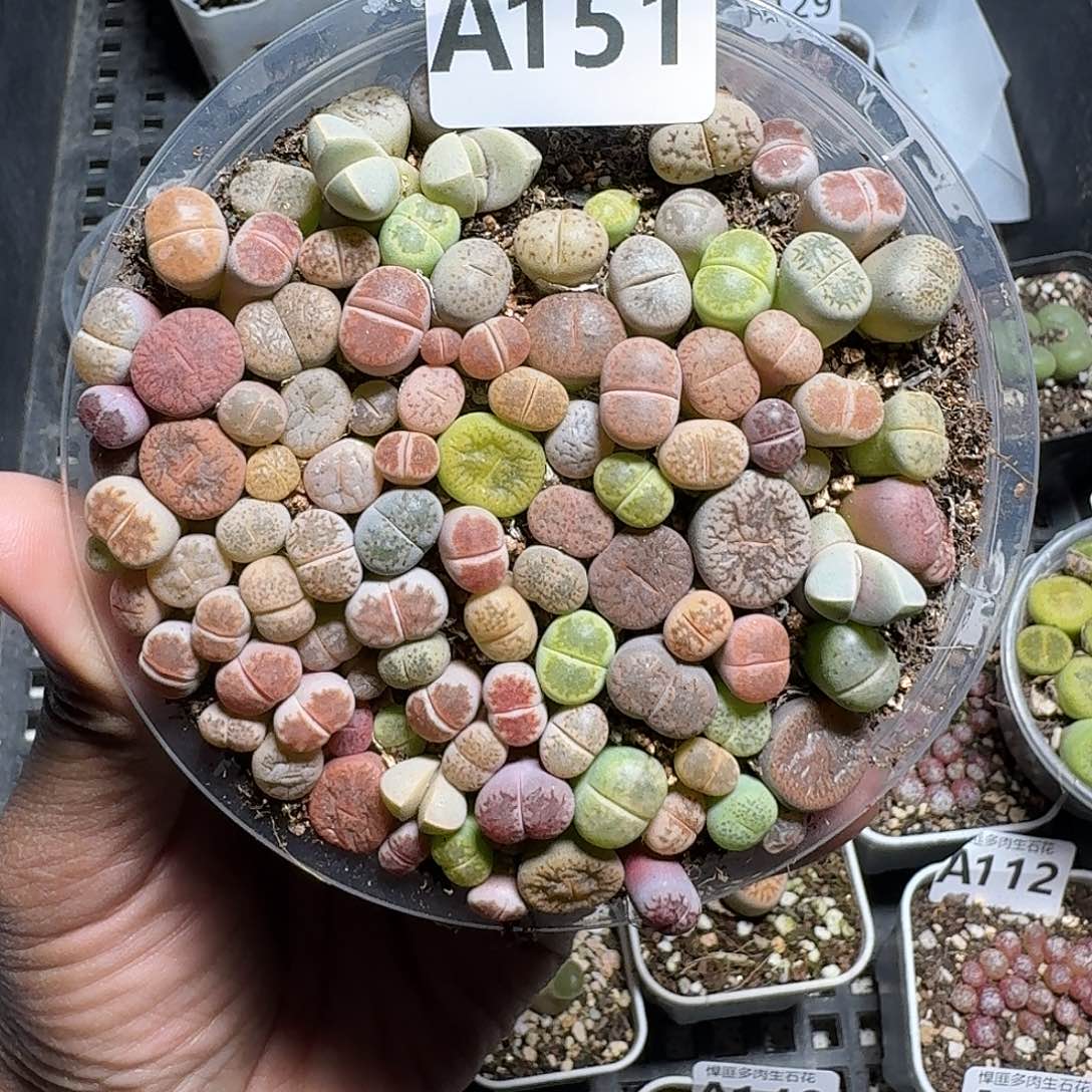 151多肉植物多肉植物