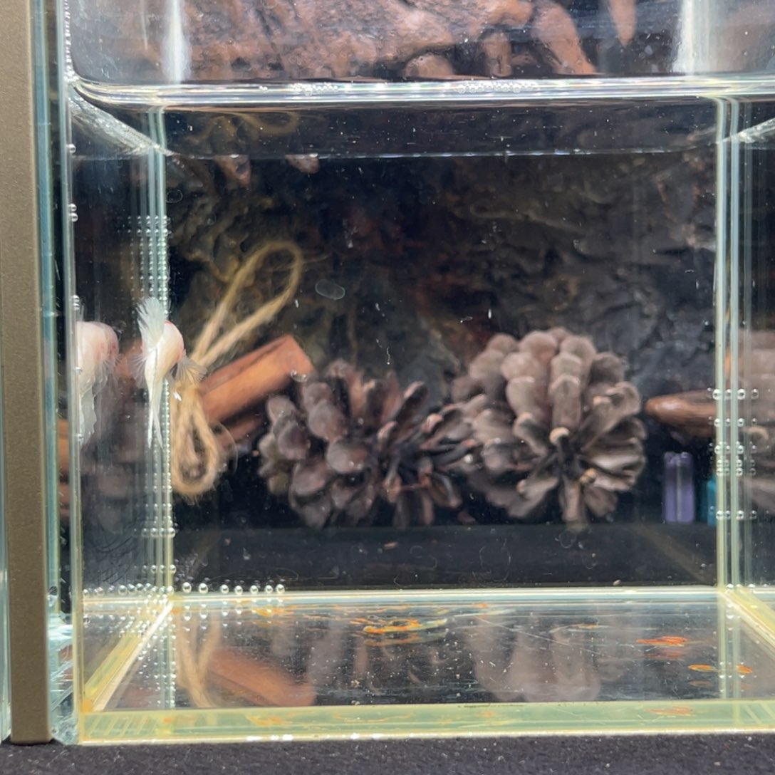 斗鱼十二月二十四日竞价